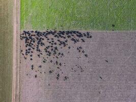 Rindfleisch Produktion ,natürlich Gras, Pampas, Argentinien foto