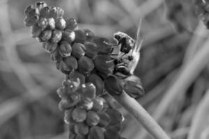 Biene auf Blumen im Frühling foto