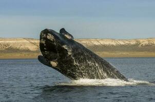 Wal Springen im Halbinsel Valdes,, Patagonien, Argentinien foto