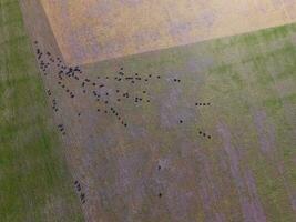 lenkt gefüttert mit natürlich Gras, Pampas, Argentinien foto