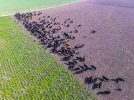 Rindfleisch Produktion ,natürlich Gras, Pampas, Argentinien foto