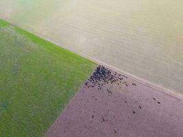 lenkt gefüttert mit natürlich Gras, Pampas, Argentinien foto