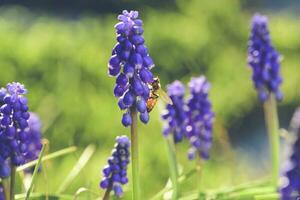 Biene auf Blumen im Frühling foto