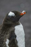 Gentoo Pinguin, Hannah Punkt, Antarktis foto