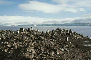 Kinnriemen Pinguin, hannah Punkt, Antarktis foto