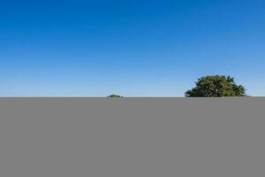 Pampas einfach Landschaft und Kühe, Patagonien foto