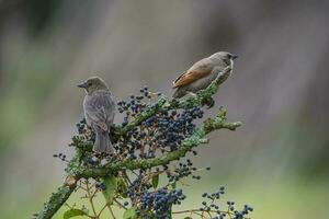 Bucht geflügelt Cowbird foto