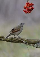 Bucht geflügelt Cowbird foto