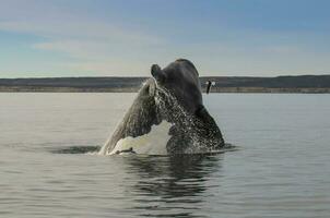 Wal Springen im Halbinsel Valdes,, Patagonien, Argentinien foto