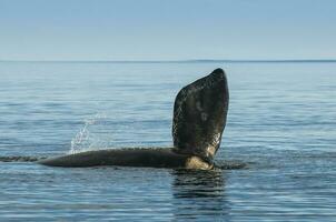 Wal Brust Flosse, Halbinsel Valdes,, Patagonien, Argentinien foto