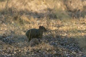 Azaras Agouti ,dasyprocta Azarae, pantanal , Brasilien foto