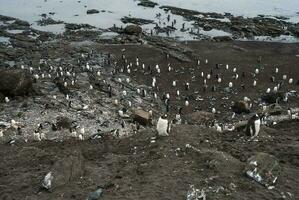 Gentoo Pinguin, Hannah Punkt, Antarktis foto