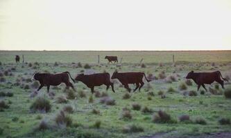 Ochsen angehoben mit natürlich Gras, Argentinien foto