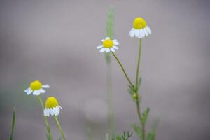 wild Blumen, la Pampa. Patagonien, Argentinien foto