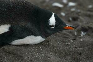 Gentoo Pinguin, Hannah Punkt, Antarktis foto