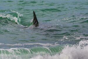 Orcas Familie, Jagd im Patagonien, Halbinsel Wald foto