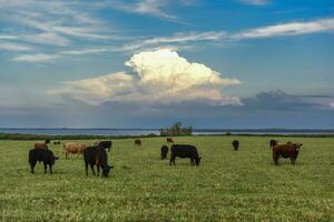 Landschaft Landschaft mit Kühe Weiden, la Pampa, Argentinien foto