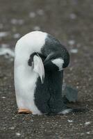 Gentoo Pinguin, Hannah Punkt, Antarktis foto