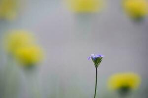 wild Blumen, la Pampa. Patagonien, Argentinien foto