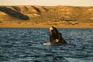 Wal Springen im Halbinsel Valdes,, Patagonien, Argentinien foto