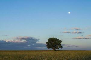 ländlich Landschaft, Baum und Mond, Buenos Aires Provinz , Argentinien foto