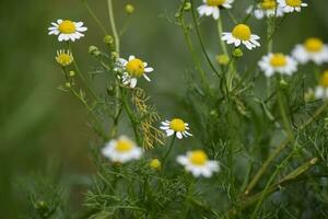 wild Blumen, la Pampa. Patagonien, Argentinien foto