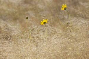 wild Blumen im halb desertic Umfeld, calden Wald, la Pampa Argentinien foto