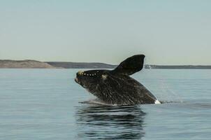 Wal Springen im Halbinsel Valdés, Puerto madryn, Patagonien, Argentinien foto