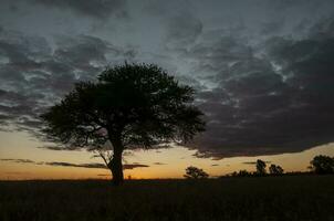 Pampas Baum Landschaft, la Pampa Provinz, Patagonien, Argentinien. foto