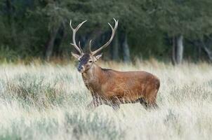 rot Hirsch im calden Wald Umfeld, la Pampa, Argentinien, Parque luro, Natur Reservieren foto