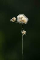 wild Blumen im halb desertic Umfeld, calden Wald, la Pampa Argentinien foto