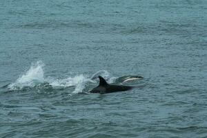 Orca Familie mit Baby, Punta norte Natur Reservieren, Patagonien, Argentinien foto