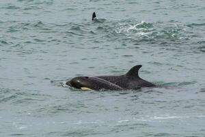 Orca Familie mit Baby, Punta norte Natur Reservieren, Patagonien, Argentinien foto