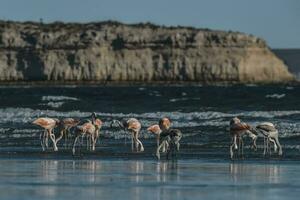 Herde von Flamingos mit Klippen im das Hintergrund, Patagonien foto