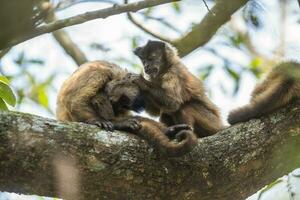 braun gestreift getuftet Kapuziner Affe, Amazon Dschungel, Brasilien foto