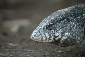 Argentinien schwarz und Weiß Tegu Eidechse, Pantanal, Brasilien foto