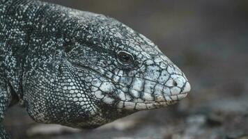 Argentinien schwarz und Weiß Tegu Eidechse, Pantanal, Brasilien foto