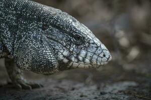 Argentinien schwarz und Weiß Tegu Eidechse, Pantanal, Brasilien foto