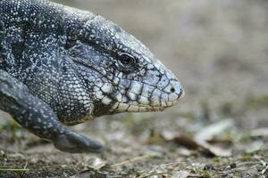 Argentinien schwarz und Weiß Tegu Eidechse, Pantanal, Brasilien foto