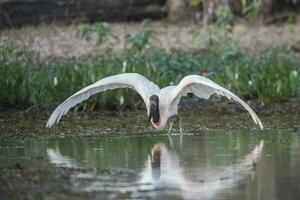 jabiru nehmen Aus, Pantanal, Brasilien foto