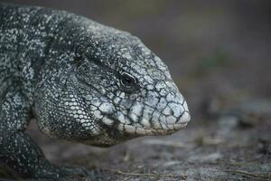 Argentinien schwarz und Weiß Tegu Eidechse, Pantanal, Brasilien foto