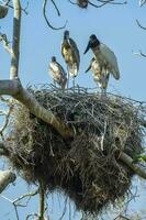 Nest von jabiru mit Küken, Pantanal, Brasilien foto