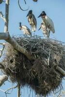 Nest von jabiru mit Küken, Pantanal, Brasilien foto