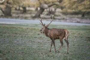 rot Hirsch Furche Jahreszeit, la Pampa, Argentinien foto