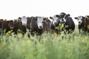 lenkt und Färsen angehoben mit natürlich Gras, Argentinien Fleisch Produktion foto