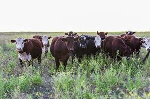 lenkt und Färsen angehoben mit natürlich Gras, Argentinien Fleisch Produktion foto