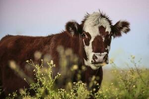 lenkt und Färsen angehoben mit natürlich Gras, Argentinien Fleisch Produktion foto