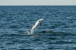 düster Delfin Springen, Halbinsel Valdés, Patagonien, Argentinien foto