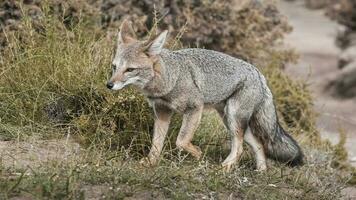 Pampas Fuchs, Patagonien, Argentinien foto