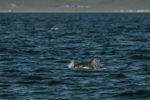 düster Delfin Springen, Halbinsel Valdés, Patagonien, Argentinien foto